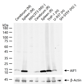 AIF1 Recombinant Rabbit Monocl