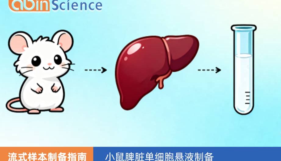 小鼠脾脏单细胞悬液制备
