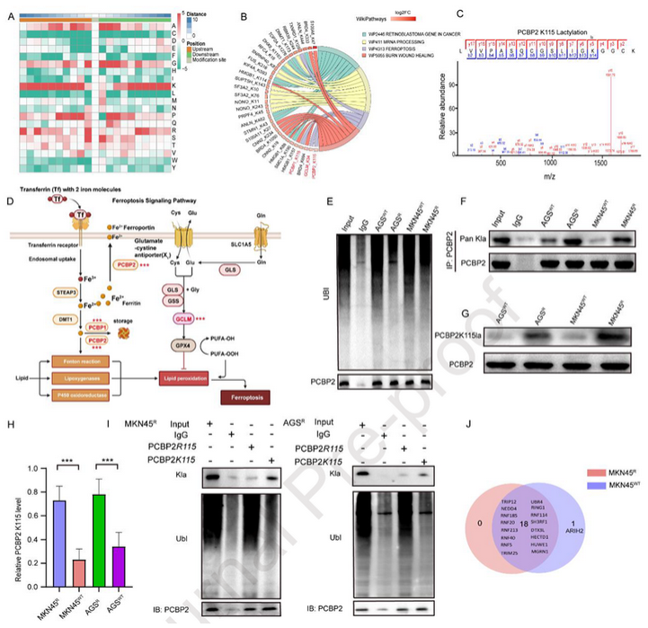 AtaGenix定制乳酰化抗体助力解析BASP1-AS1–PCBP2通路，揭示胃癌奥沙利铂耐药新机制