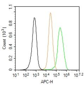 Dnmt3a Rabbit Polyclonal Antib