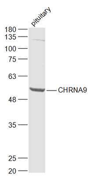 CHRNA9 Rabbit Polyclonal Antib