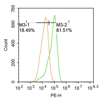 Phospho-ATG1 (Ser556) Rabbit P