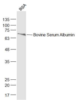 Bovine Serum Albumin Rabbit Po