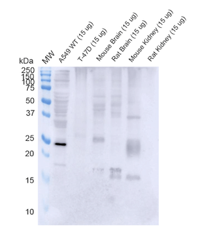 RAB3D Antibody (PerCP)抗体，orb75
