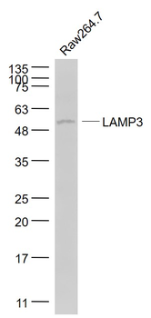 LAMP3 Rabbit Polyclonal Antibo