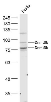 Dnmt3b Rabbit Polyclonal Antib