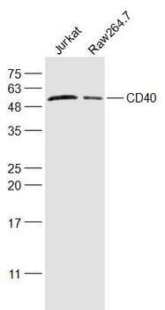 CD40/TNFRSF5 Rabbit Polyclonal