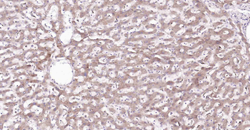 Cyclophilin B Mouse Monoclonal