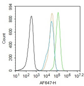 Phospho-IRS1 (Tyr1229) Rabbit 