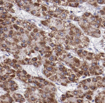 HPSE Antibody抗体，orb627808，bior