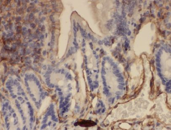 ANXA13 Antibody抗体,orb624732,bi