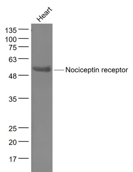 Nociceptin receptor Rabbit Pol