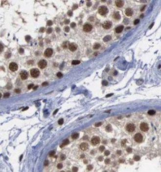 USP13 Antibody抗体,orb395754,bio