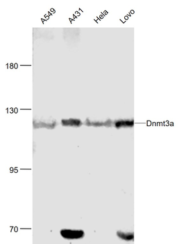 Dnmt3a Rabbit Polyclonal Antib