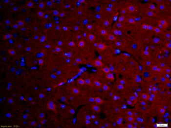 DFFB Rabbit Polyclonal Antibod