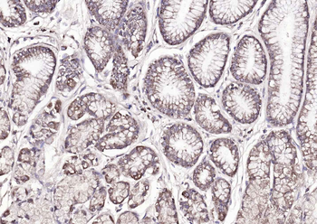 Amphiregulin Rabbit Polyclonal