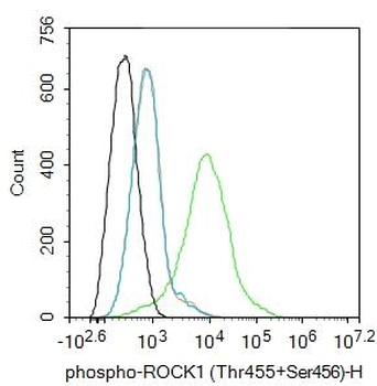 Phospho-ROCK1 (Thr455+Ser456) 