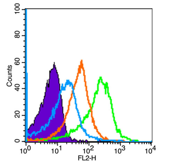 CCR7 Rabbit Polyclonal Antibod