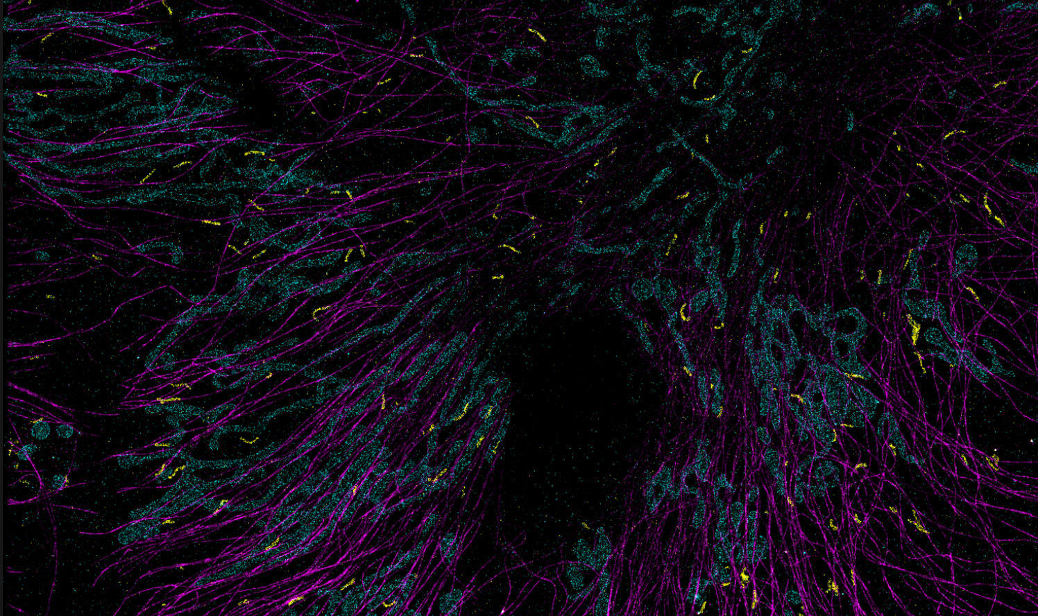 为什么选择德国 MASSIVE PHOTONICS DNA-PAINT超分辨成像试剂盒