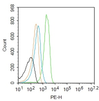 CCNG2 Rabbit Polyclonal Antibo