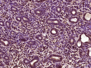 HIF1 beta Rabbit Polyclonal An