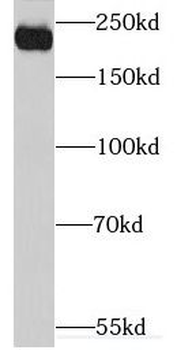 ABCC2 Antibody抗体,orb628927,bio
