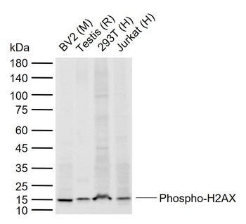 Phospho-H2AX (Ser139) Rabbit P