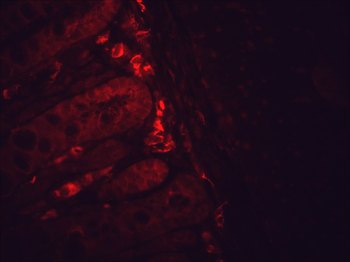 HSP90 Antibody (APC)抗体，orb1468