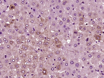 SGPL1 Rabbit Polyclonal Antibo