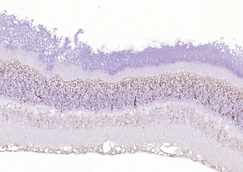 RNF165 Rabbit Polyclonal Antib