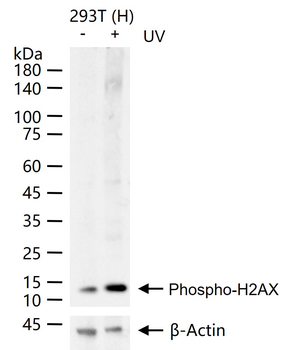 Phospho-H2AX (Ser139) Recombin