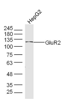 GLUR2 Rabbit Polyclonal Antibo