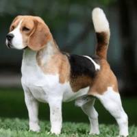 动物实验丨实验犬附睾炎模型