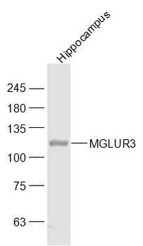 MGLUR3 Rabbit Polyclonal Antib