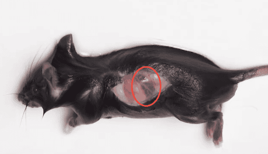 小鼠脾脏单细胞悬液制备