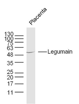 Legumain Rabbit Polyclonal Ant