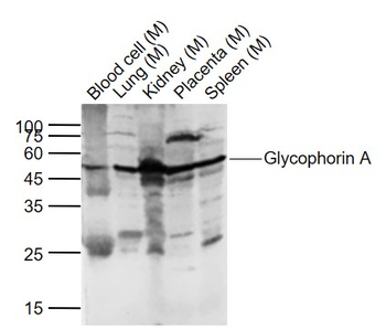 Glycophorin A Rabbit Polyclona