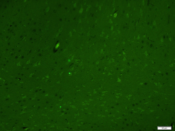 C-fos Rabbit Polyclonal Antibo