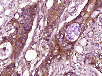 CCL26 Rabbit Polyclonal Antibo