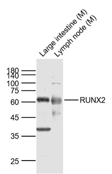 RUNX2 Rabbit Polyclonal Antibo