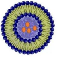 FITC标记OCT修饰pH敏感脂质体递送阿霉素(DOX)用于肿瘤的靶向治疗与可视化研究