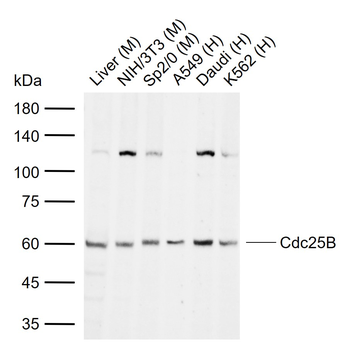 Cdc25B Rabbit Polyclonal Antib