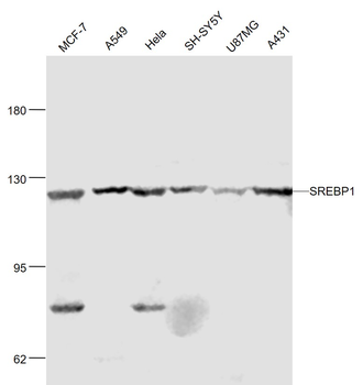 SREBP1 Rabbit Polyclonal Antib