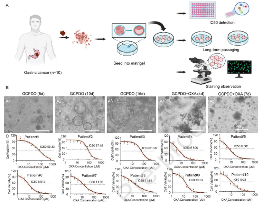 AtaGenix定制乳酰化抗体助力解析BASP1-AS1–PCBP2通路，揭示胃癌奥沙利铂耐药新机制