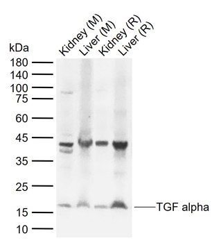 TGF alpha Rabbit Polyclonal An