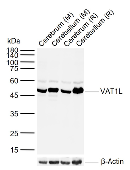 VAT1L Rabbit Polyclonal Antibo