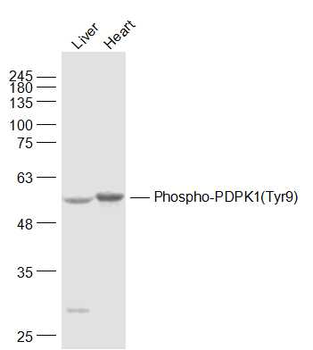 Phospho-PDPK1 (Tyr9) Rabbit Po