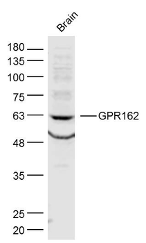 GPR162 Rabbit Polyclonal Antib