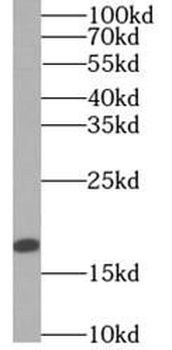 ARPC5L Antibody抗体，orb394729，bi
