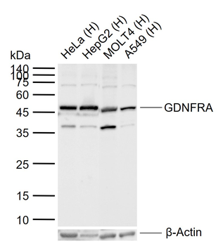 GDNFRA Rabbit Polyclonal Antib